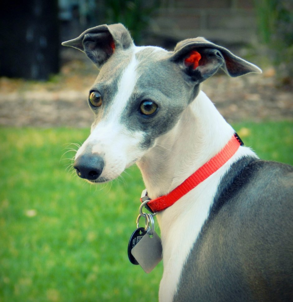 Уиппет гончая борзая