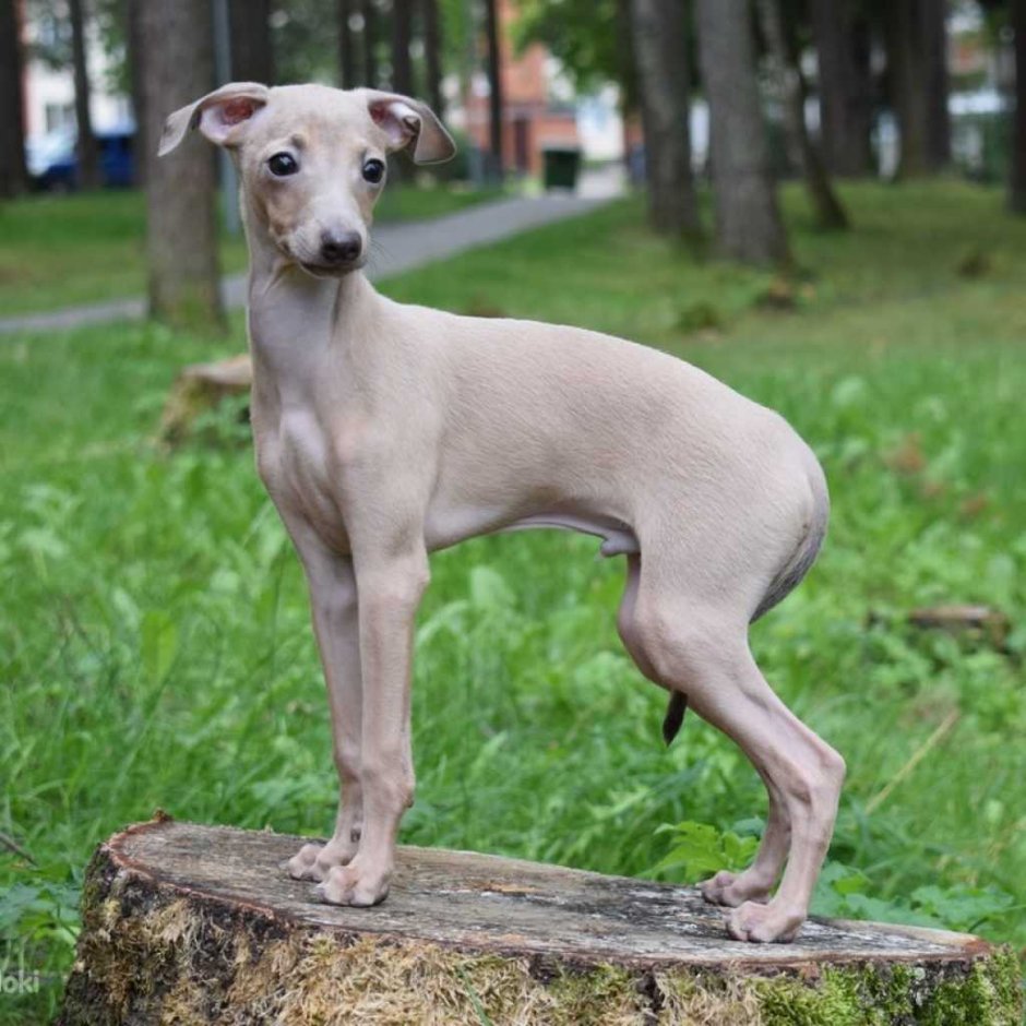 Итальянская Левретка