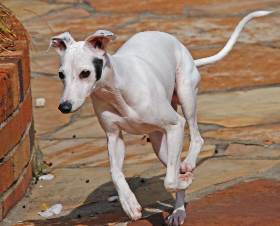 Левретка в профиль