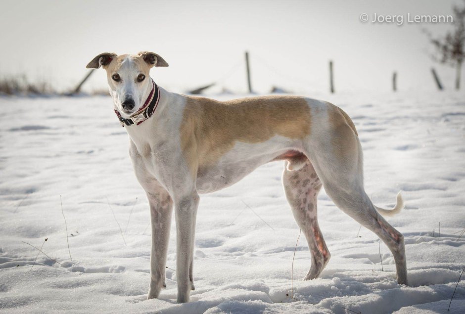 Итальянская борзая Левретка