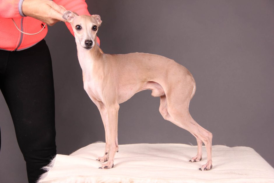 Грейхаунд Левретка + овчарка