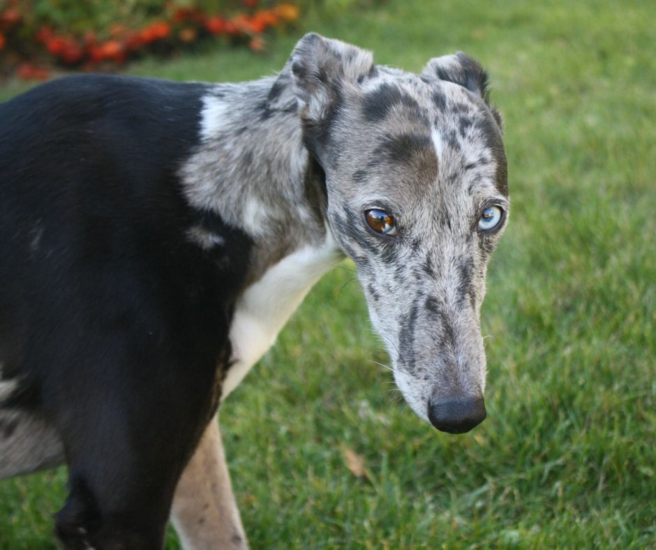 Итальянская Левретка Дженна Марблс