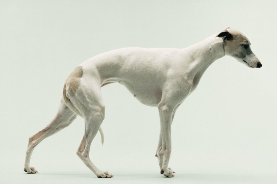 Итальянская борзая Левретка