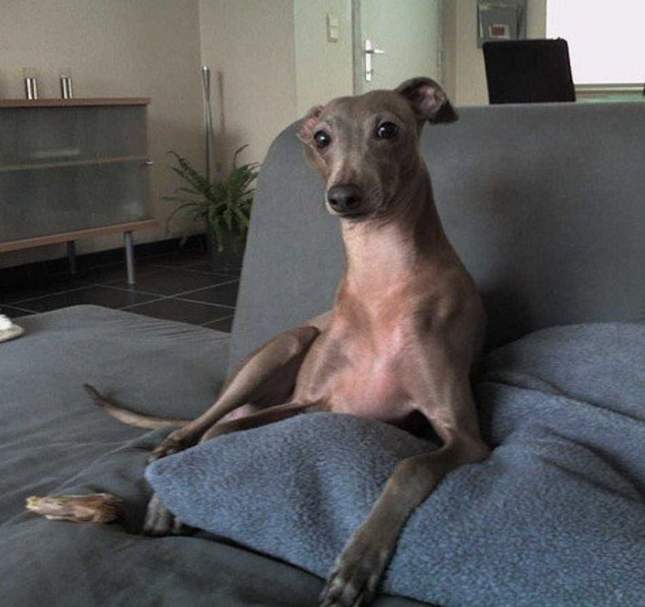 Грейхаунд мраморный