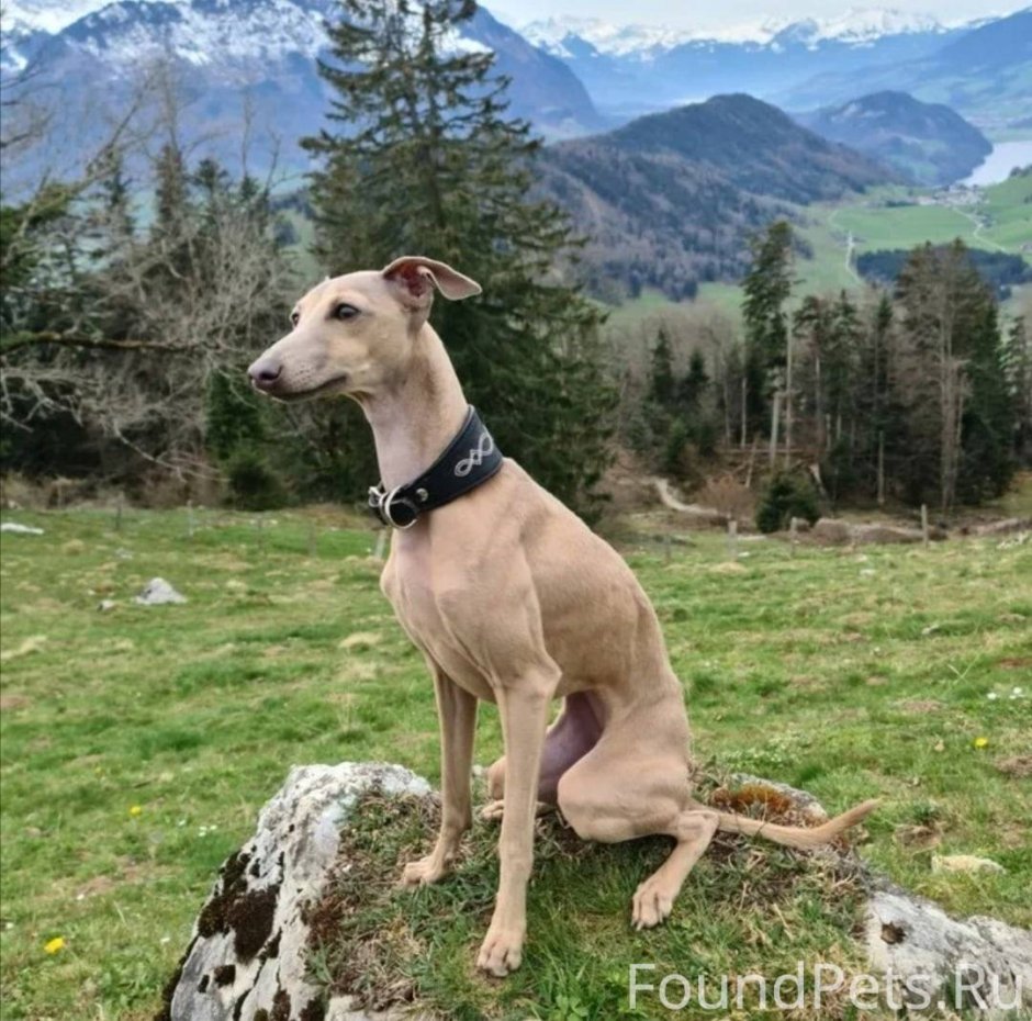 Испанская борзая гальго