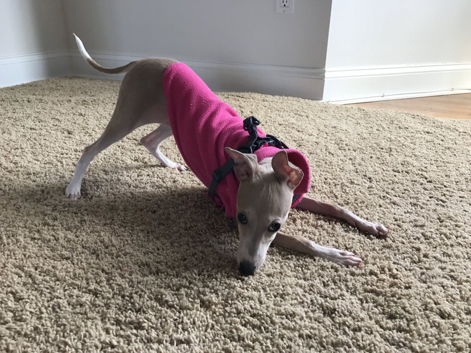 Мраморная Левретка