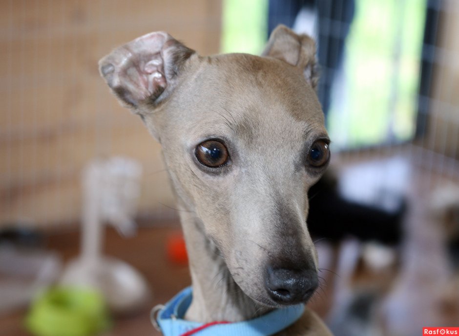 Левретка лысая