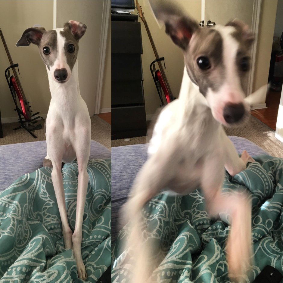 Левретка и Курцхаар метис