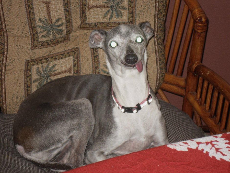 Итальянская Левретка улыбается