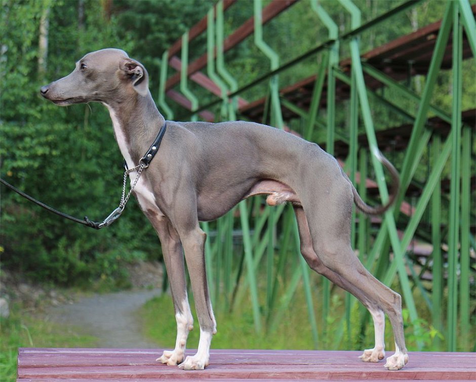 Мраморная Левретка