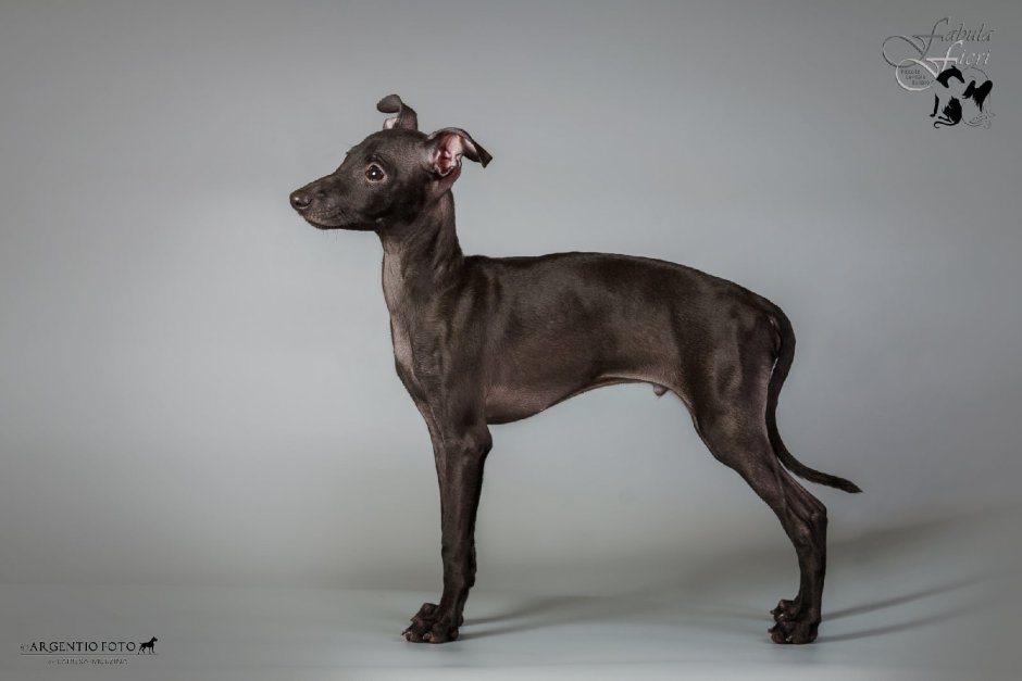 Борзая Уиппет