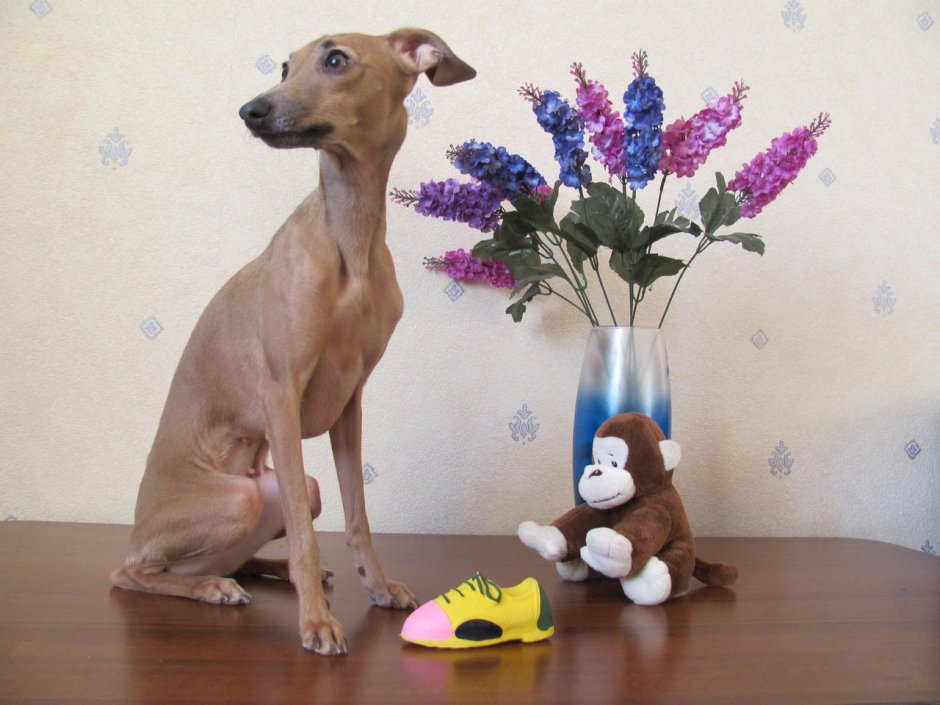 Левретка Айриш