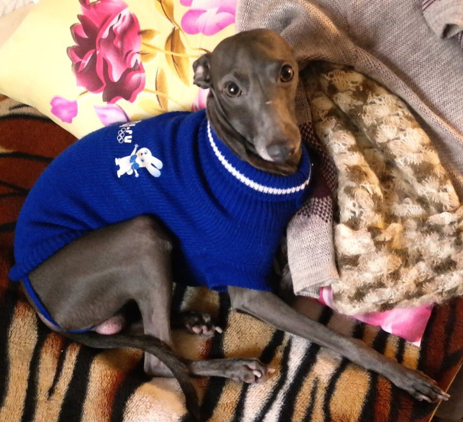 Левретка с цветами