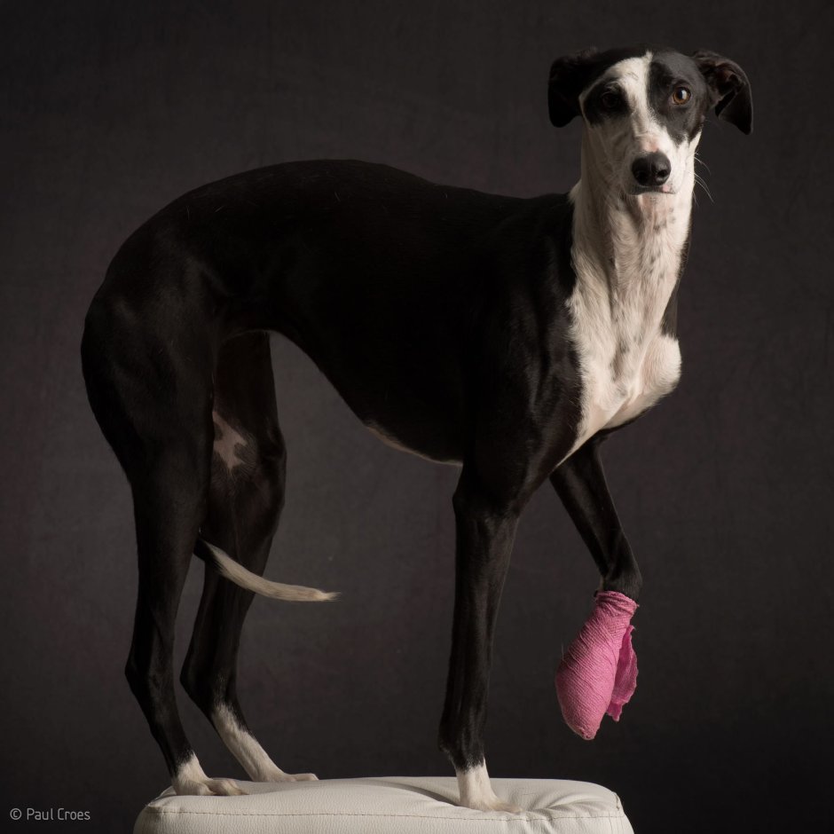 Уиппет тигровый