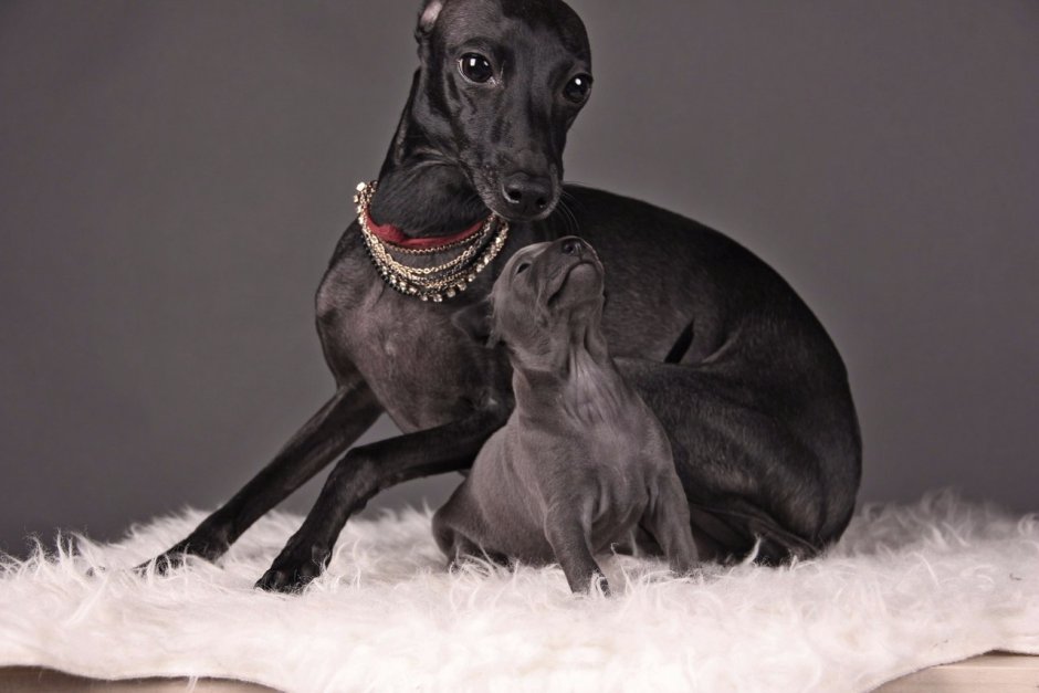 Планета собак Левретка