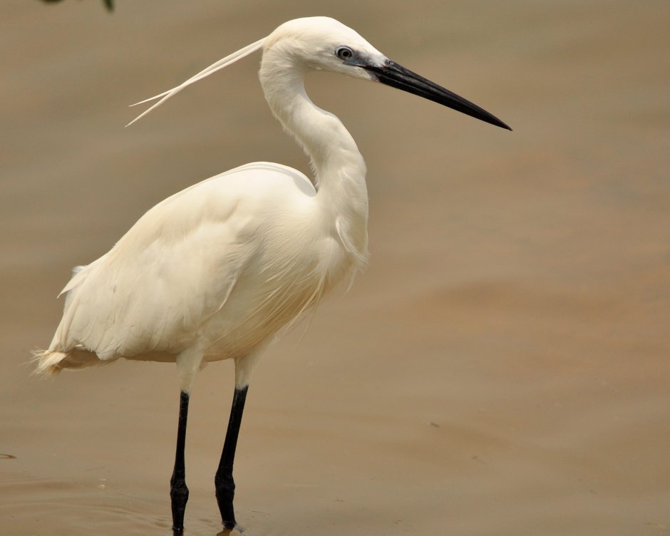 Малая белая цапля Egretta garzetta