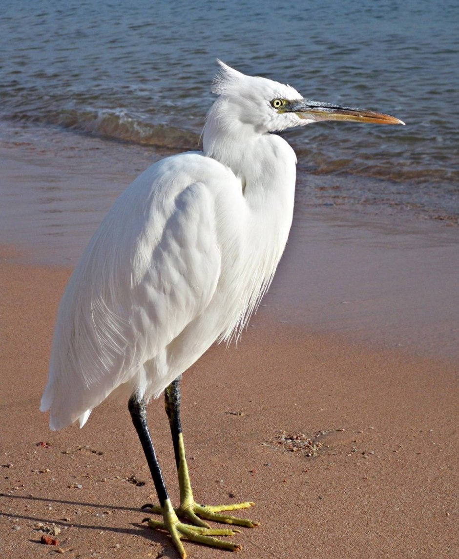 Цапля Egretta
