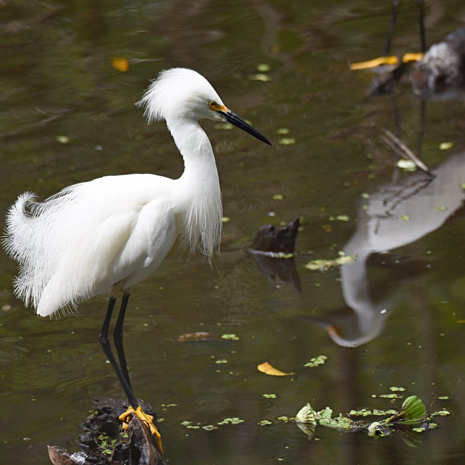 Цапля Egretta