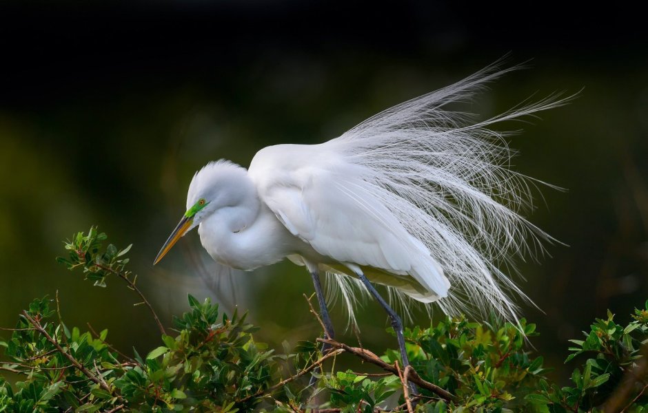 Большая белая цапля (Ardea Alba)
