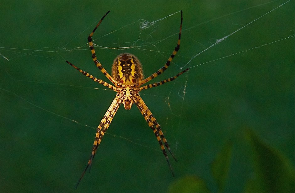 Argiope trifasciata (Banded Garden Spider) паук