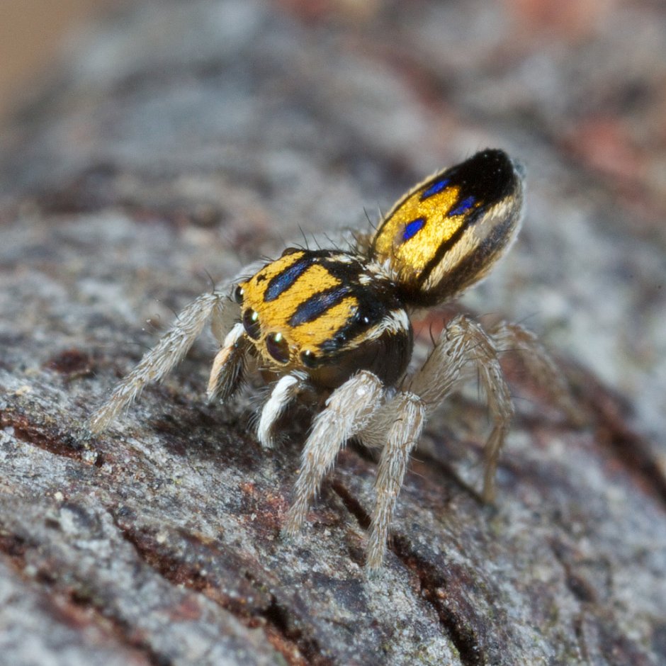 Паук Maratus speciosus