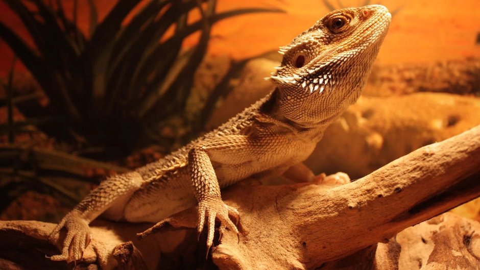 Бородатая агама pogona vitticeps