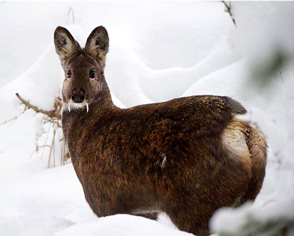 Европейская косуля (capreolus capreolus)