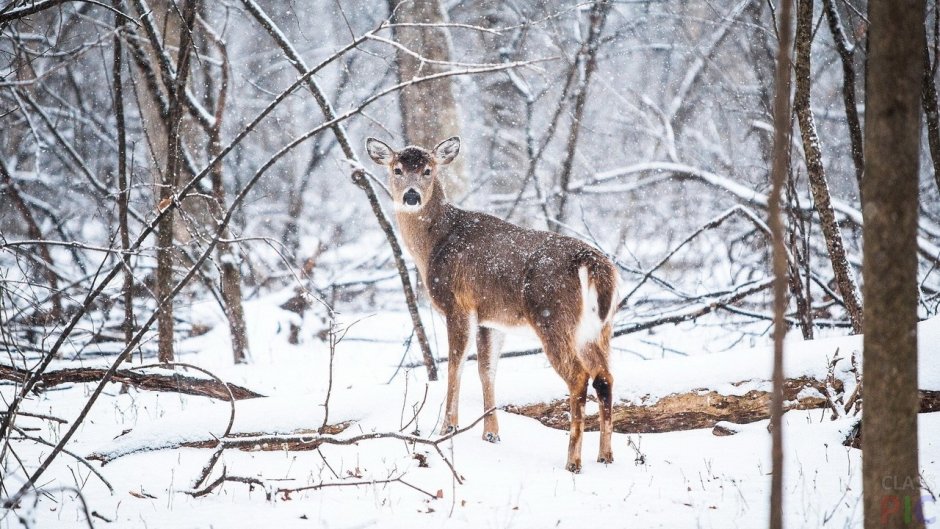 Кабарга Moschus moschiferus на Алтае