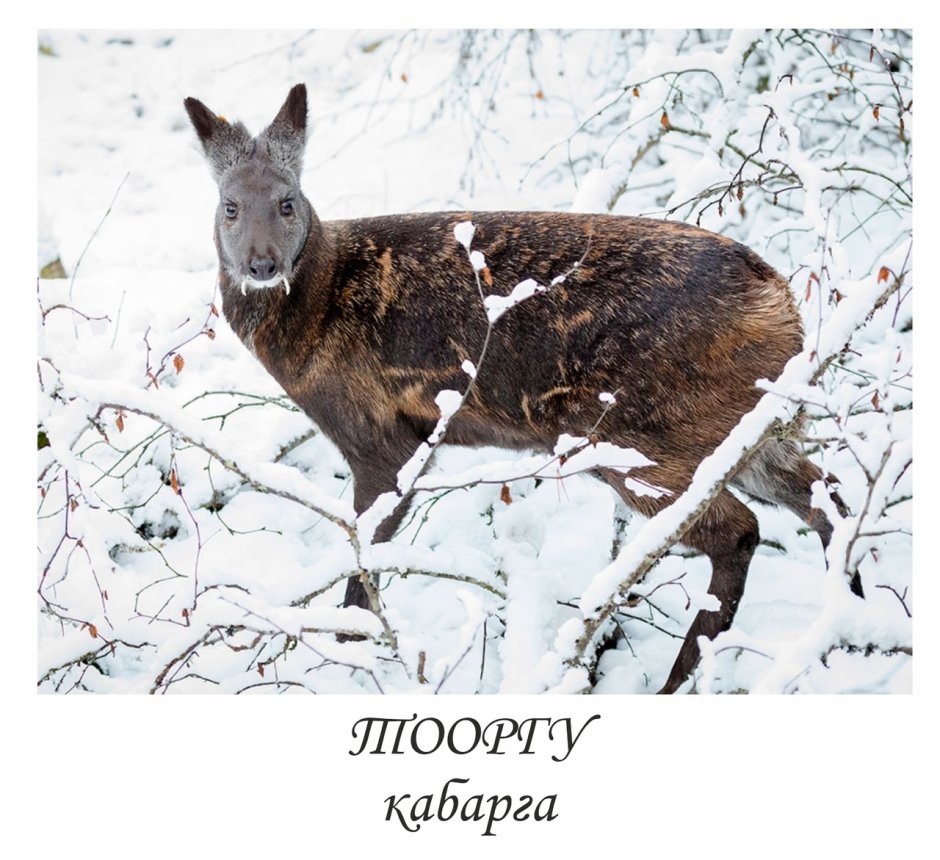 Косуля и кабарга
