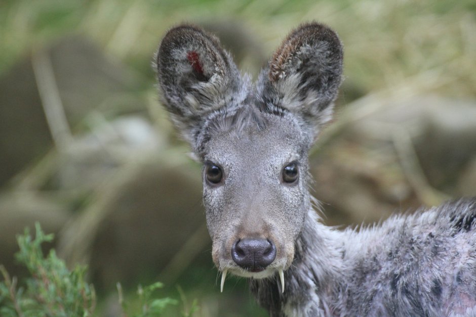 Сахалинская кабарга Moschus moschiferus sachalinensis