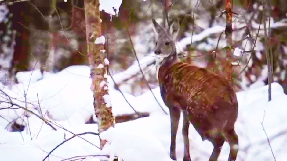 Сахалинская кабарга Moschus moschiferus sachalinensis