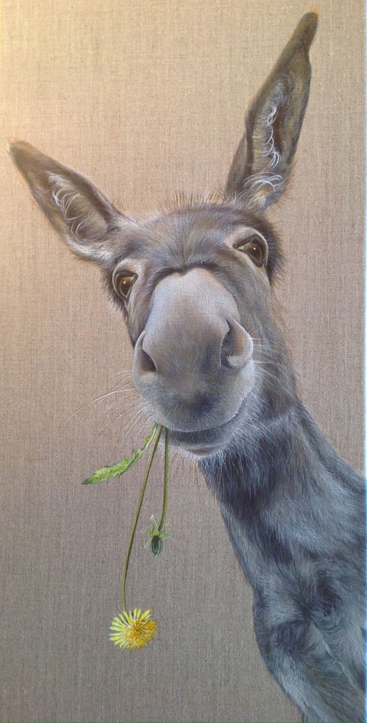 Смешной осел