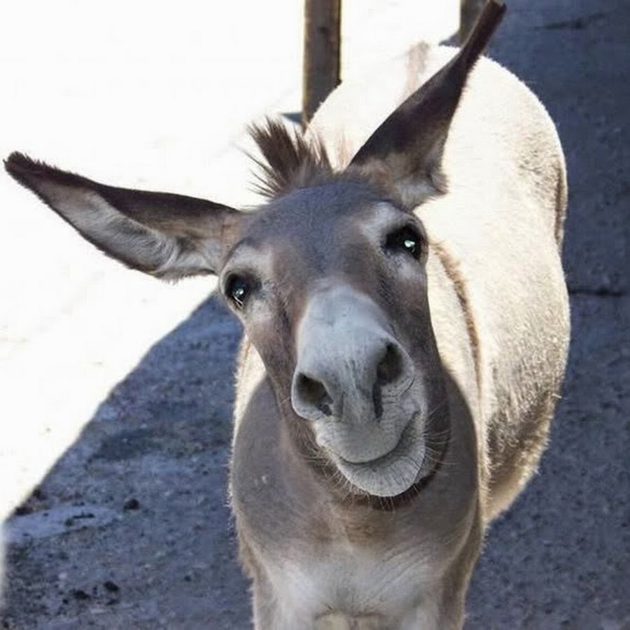 Презентация на тему парнокопытные