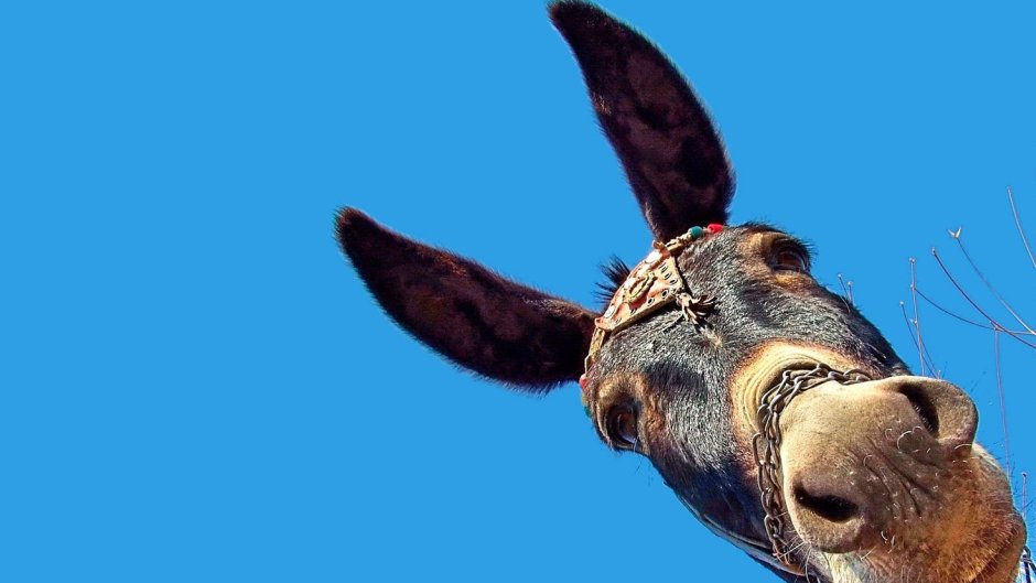 Осёл смешной