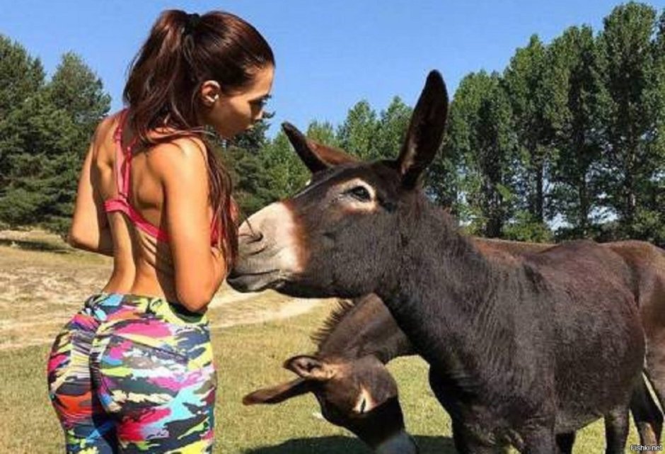 Фаблио завещание осла