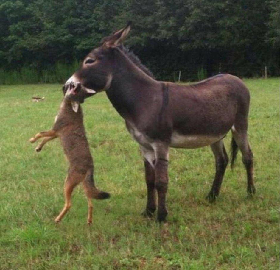 Цитаты про осла