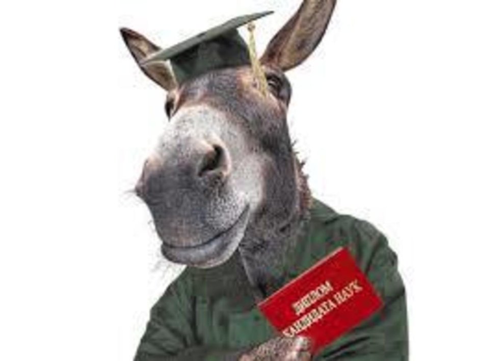 Карликовый ослик