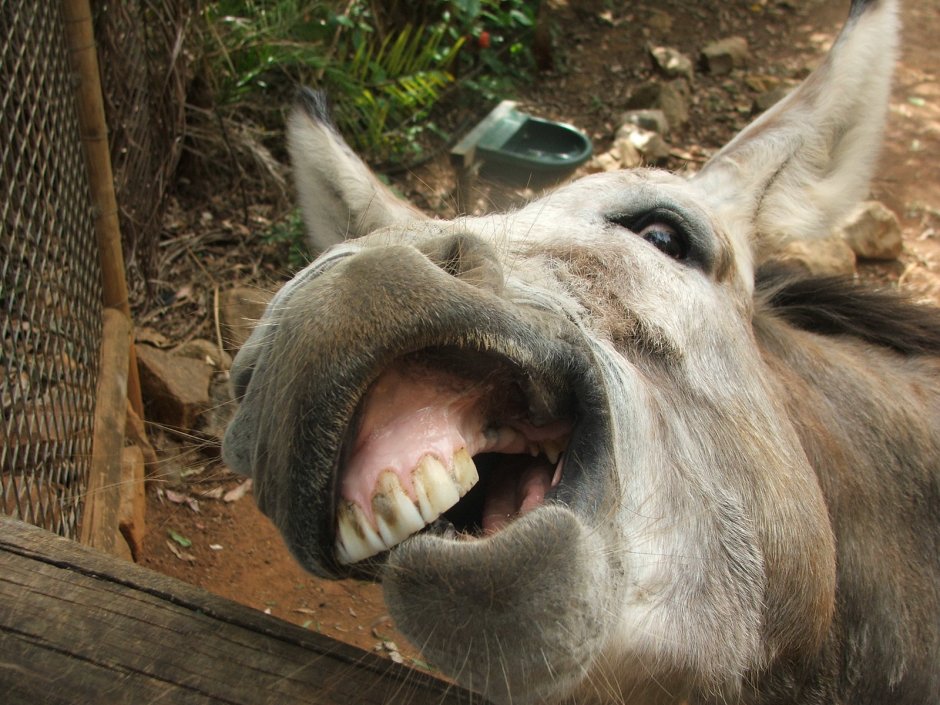 Уздечка для осла