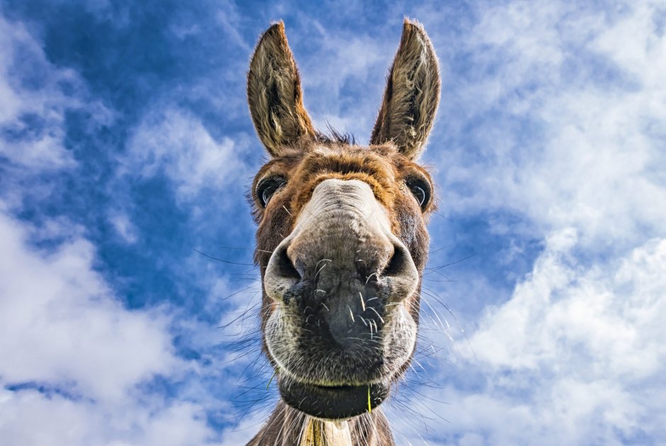 Осел в каске