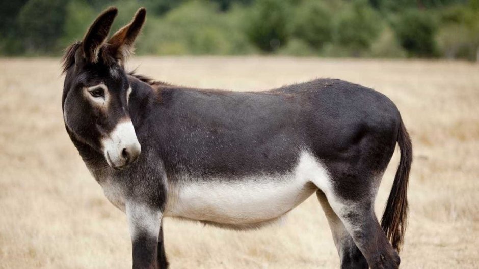 Навьюченный ослик