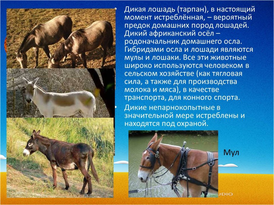 Карикатурный осел