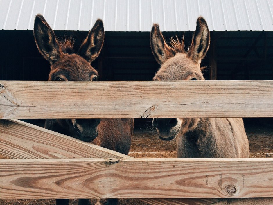 Голова осла