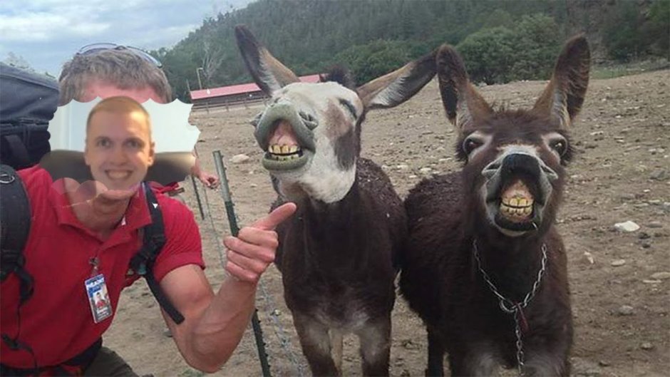 Рогатый ослик