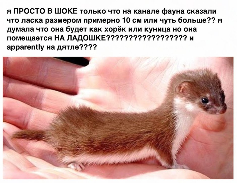Маленький зверёк похожий на хорька
