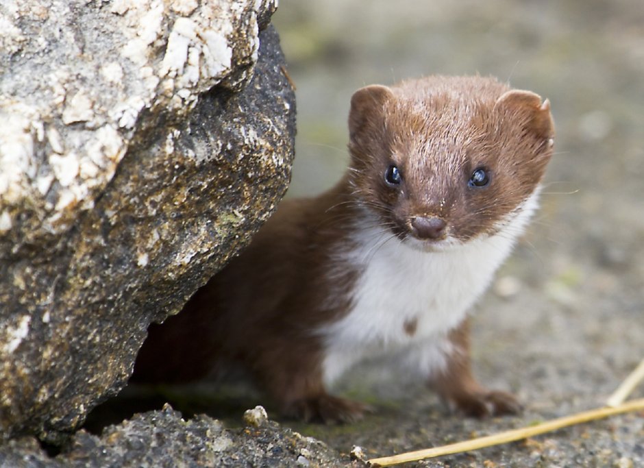 Ласка Mustela nivalis Linnaeus, 1766 ареал