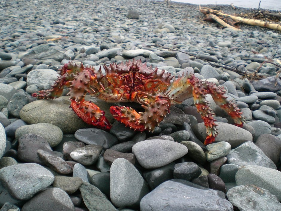 Камчатский краб Охотское море