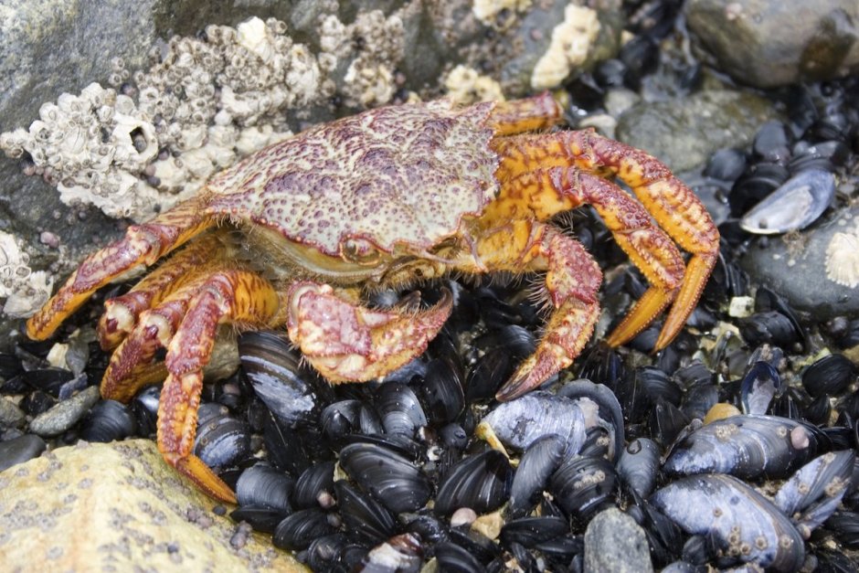 Крабы Охотского моря
