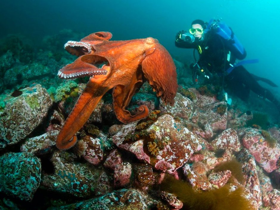 Дайвинг в японском море