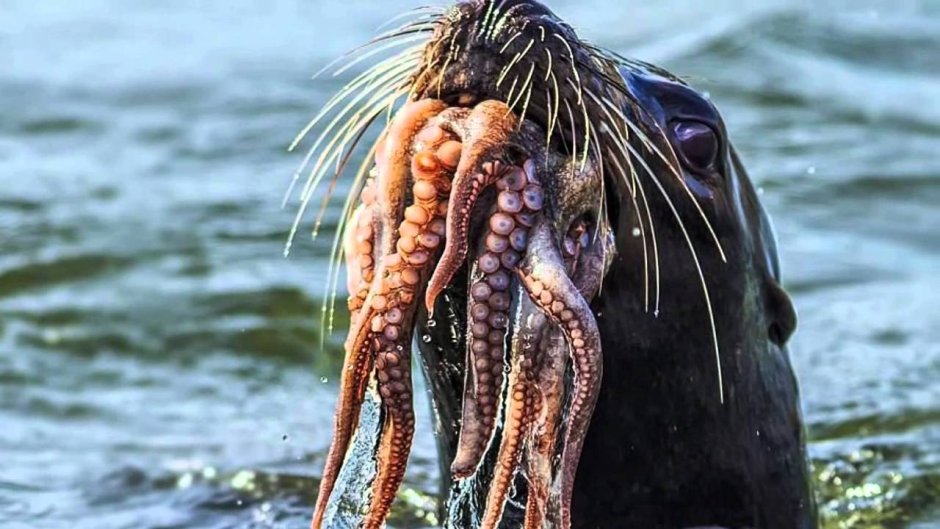 Осьминоги Охотского моря