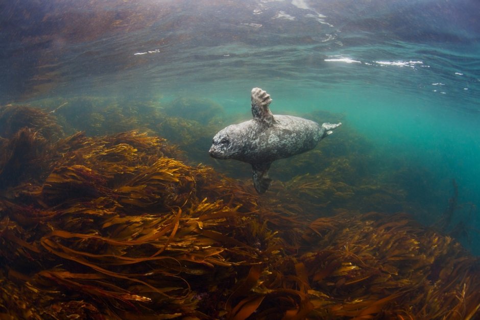Фауна Берингова моря